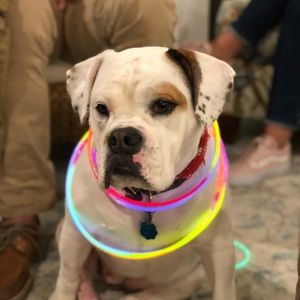 Meet your Posher, Victor